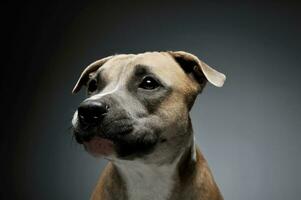 studio tiro di un' bello staffordshire terrier foto