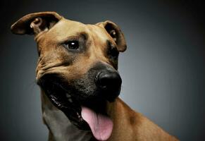 studio tiro di un' bello staffordshire terrier foto