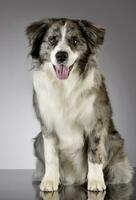 studio tiro di un' carino confine collie cucciolo foto