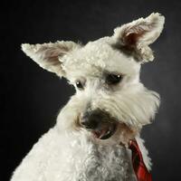 divertente cane con volante orecchie ritratto nel buio foto studio
