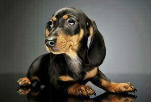 studio tiro di un adorabile bassotto cucciolo foto