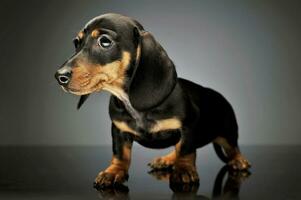 studio tiro di un adorabile bassotto cucciolo foto