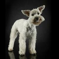 divertente cane con volante orecchie ritratto nel buio foto studio