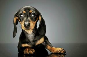 studio tiro di un adorabile bassotto cucciolo foto