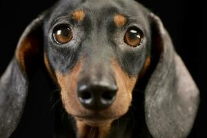 ritratto di un adorabile bassotto cane foto