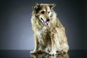 vecchio misto razza cane nel un' buio studio foto