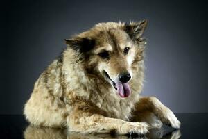 vecchio misto razza cane nel un' buio studio foto