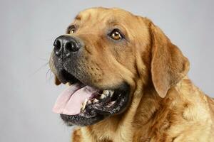 labrador cane da riporto ritratto nel bianca sfondo studio foto