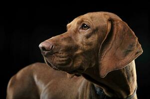 ungherese vizsla ritratto nel un' buio sfondo foto