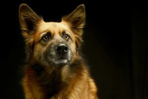 misto razza cane nel nero sfondo studio foto