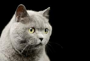 ritratto di un' bello Britannico gatto foto
