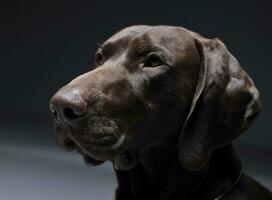 Tedesco pointer ritratto nel un' buio studio fotografico foto