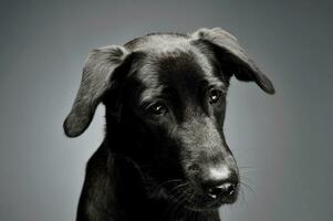 ritratto di un adorabile misto razza cane foto
