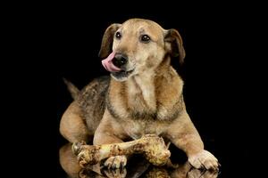 studio tiro di un adorabile misto razza cane con un' osso foto