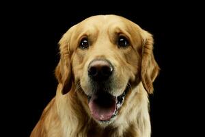 ritratto di un adorabile d'oro cane da riporto foto