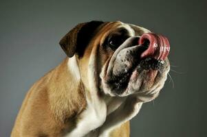 ritratto di un adorabile inglese bulldog foto