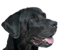 misto razza nero cane ritratto nel bianca studio foto