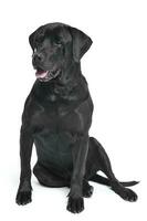 nero labrador cane da riporto seduta nel un' bianca studio foto