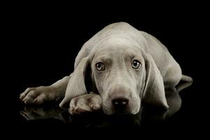 studio tiro di un' bellissimo Weimaraner cucciolo foto