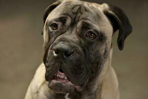 ritratto di un adorabile Toro mastino foto