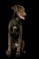 divertente orecchie misto razza Marrone cane seduta nel nero studio sfondo foto
