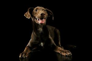 studio tiro di un adorabile misto razza cucciolo foto