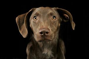 bellissimo volante orecchie misto razza cane ritratto nel nero sfondo foto