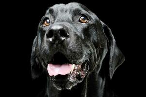 ritratto di un adorabile labrador cane da riporto guardare soddisfatto - isolato su nero sfondo foto