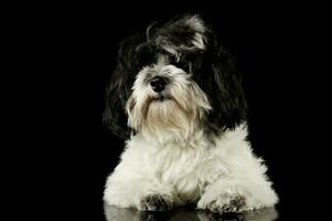 studio tiro di un adorabile havanese foto