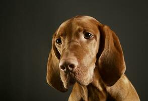 ritratto di un adorabile magiare vizsla foto