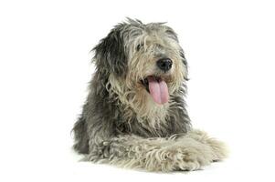 studio tiro di un adorabile tibetano terrier con capelli copertura occhi guardare soddisfatto foto