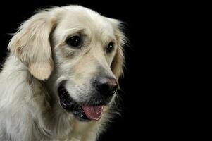 triste d'oro cane da riporto ritratto nel un' nero studio foto