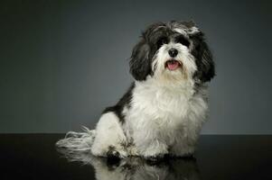 studio tiro di un adorabile havanese foto