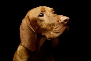 ritratto di un adorabile magiare vizsla foto