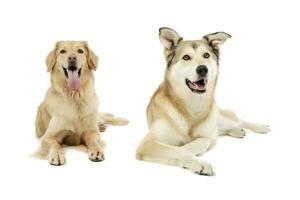studio tiro di adorabile d'oro cane da riporto e un' misto razza cane foto