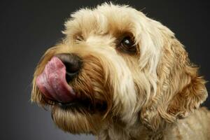 un adorabile bolognese cane leccata il suo labbra foto