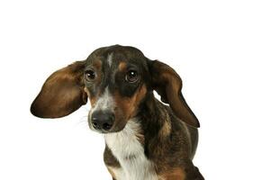 ritratto di un adorabile misto razza cane con lungo orecchie guardare divertente foto