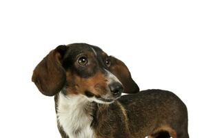 ritratto di un adorabile misto razza cane con lungo orecchie guardare curiosamente foto