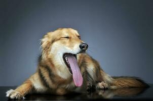 carino misto razza cane con molto lungo lingua nel buio studio foto
