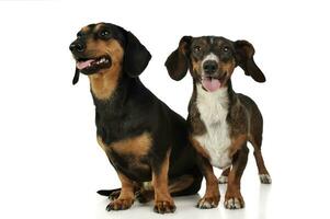 studio tiro di un adorabile bassotto e un' misto razza cane foto