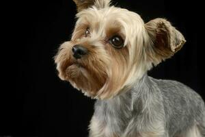 ritratto di un' carino yorkshire terrier foto