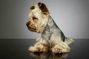 studio tiro di un adorabile yorkshire terrier foto