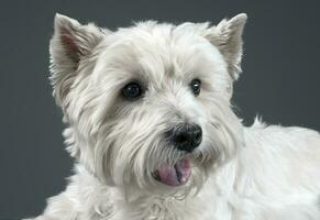 bianca ovest montanaro terrier portait nel studio foto