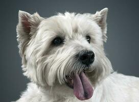 bianca ovest montanaro terrier portait nel studio foto