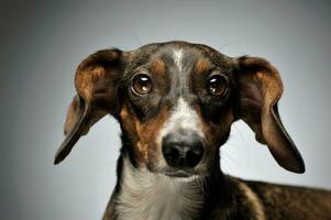 ritratto di un adorabile misto razza cane con lungo orecchie guardare curiosamente a il telecamera foto