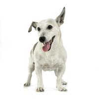 divertente orecchie misto razza cane in piedi nel bianca studio foto