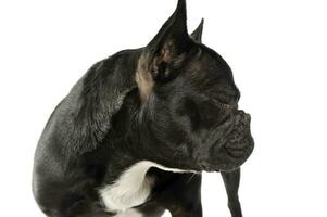 studio tiro di un adorabile francese bulldog in piedi con chiuso occhi foto