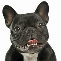 francese bulldog ritratto nel il bianca studio foto