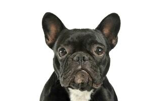 ritratto di un adorabile francese bulldog guardare curiosamente a il telecamera foto