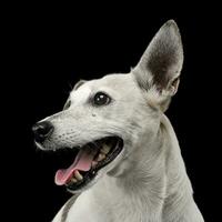 misto razza divertente orecchie cane ritratto nel un' buio foto studio